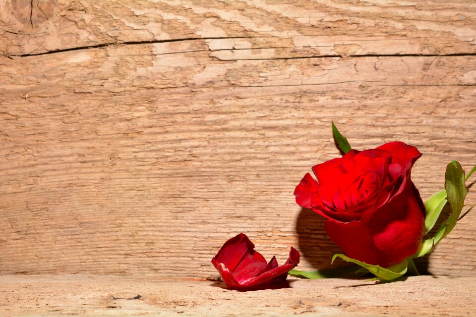 Blossom bloom background
