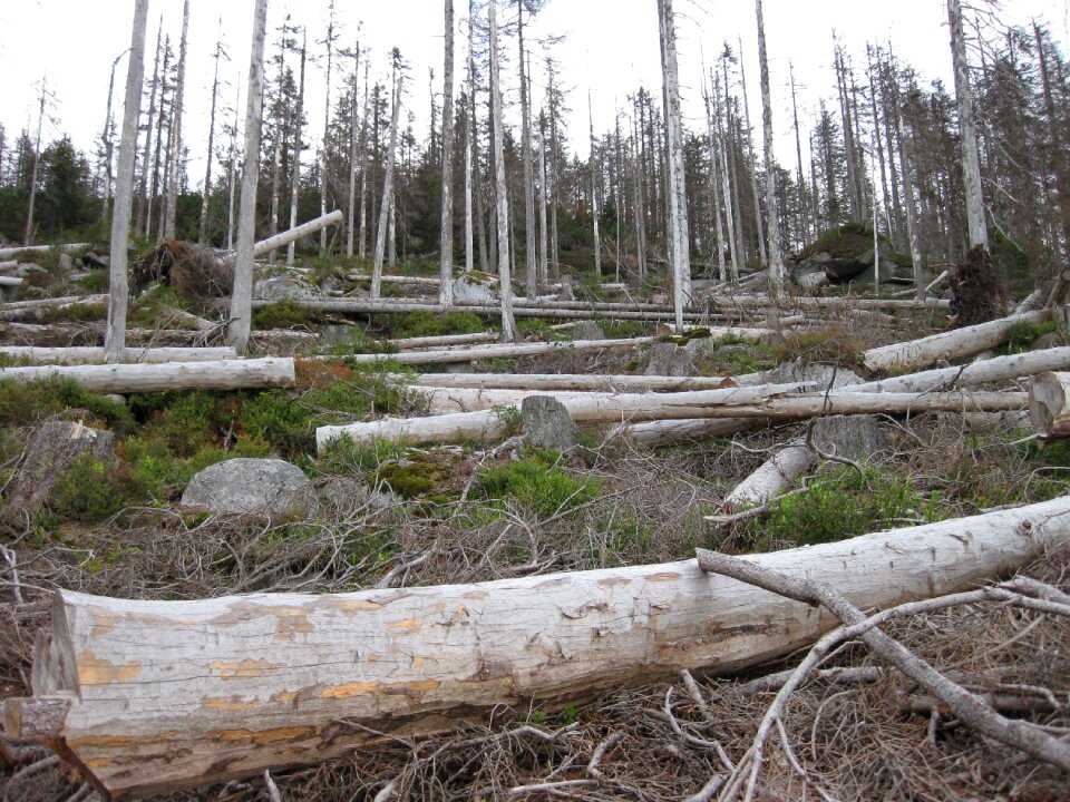 Dead wood forest grove