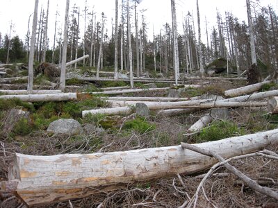 Dead wood forest grove photo
