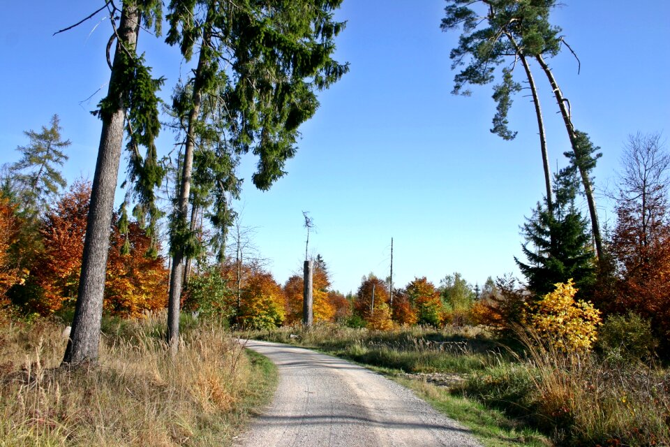 Schönbuch tree autumn