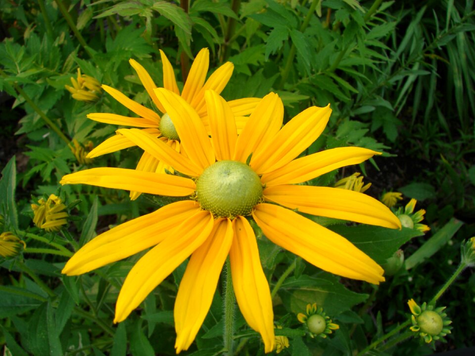 Flower bloom yellow