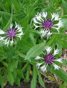 Nature summer flora