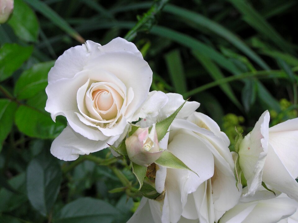 Rose salmon-coloured garden