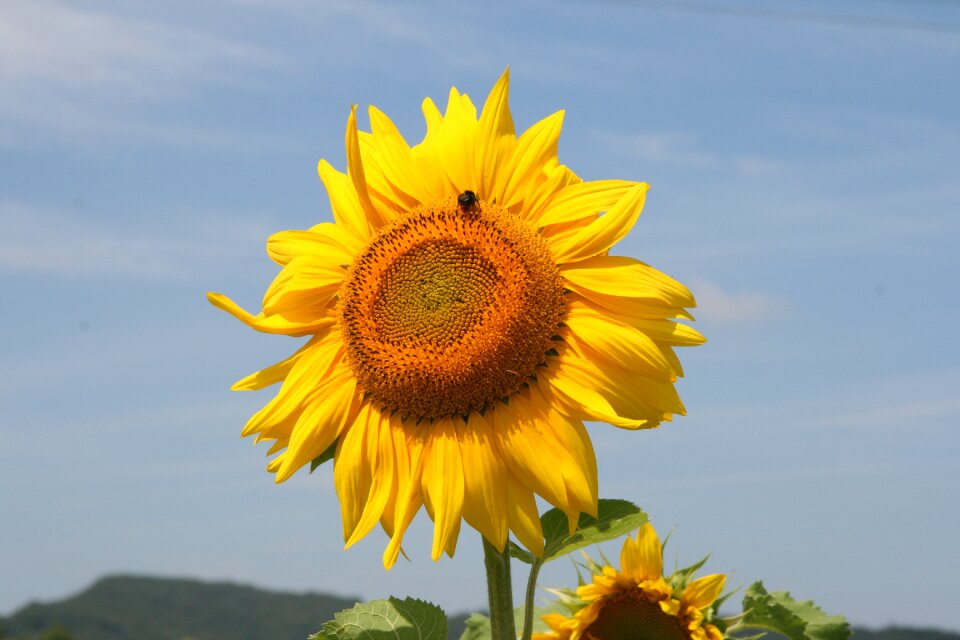 Flower yellow nature
