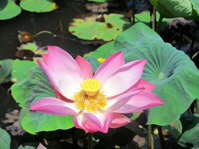 Water lily flower pond