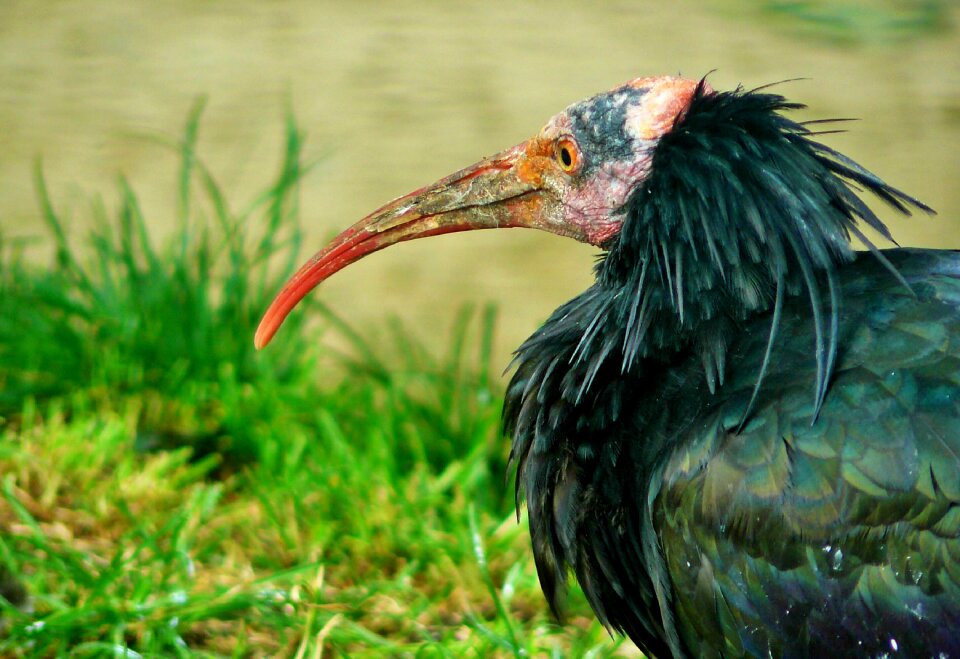 Bill curved beak plumage
