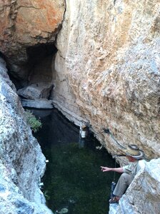 Endangered fish devil's hole pupfish pupfish