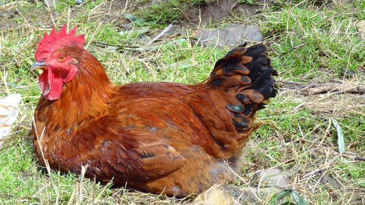 Cock animal farm photo