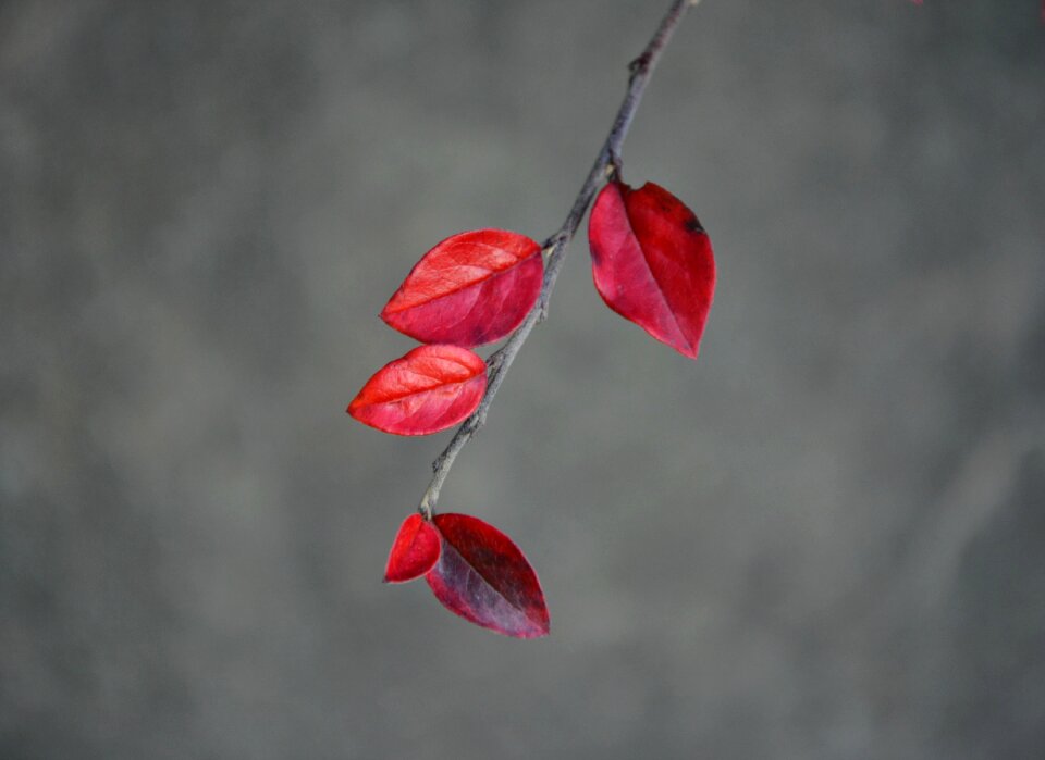 Autumn nature branch