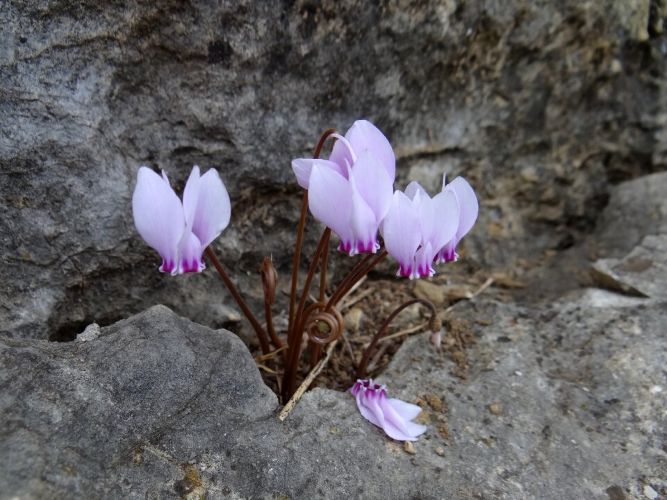 Plant flowers violet