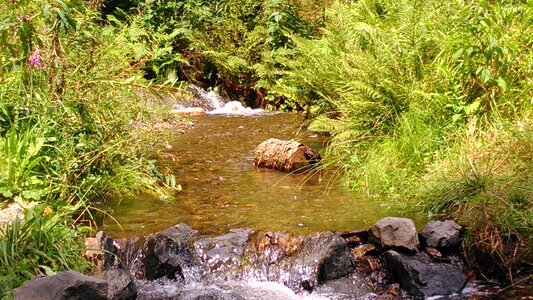 Bach watercourse nature