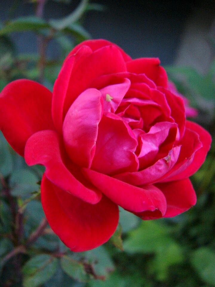Bloom nature plant