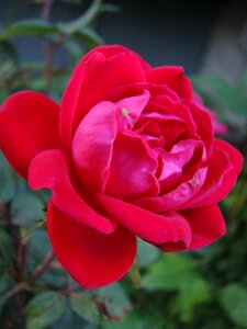 Bloom nature plant