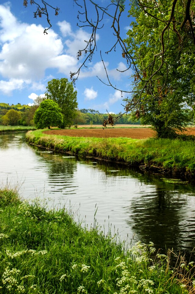 River forest grass