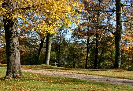 Forest leaves fall foliage photo