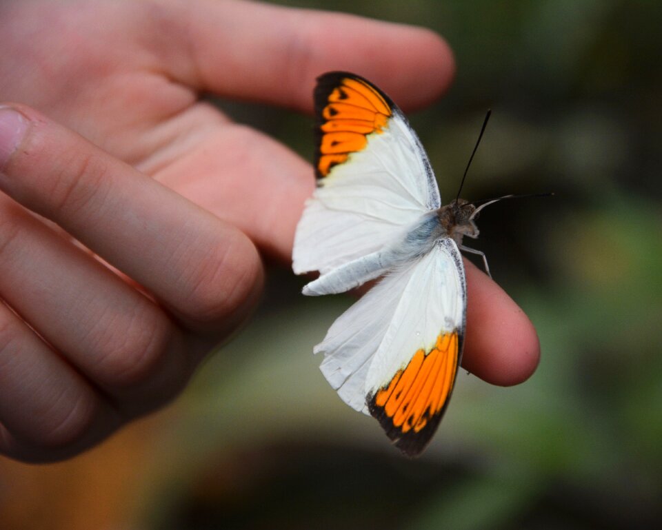 Nature insect finger