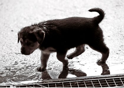 Dog baby sweet