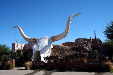 Cattle white cow