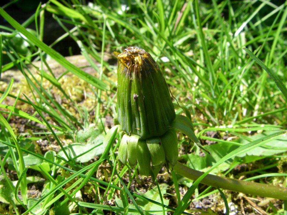 Dandelion withers botany