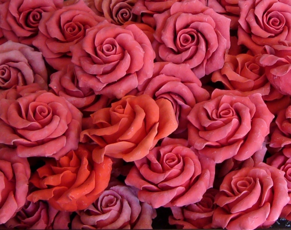 Group pink specialty