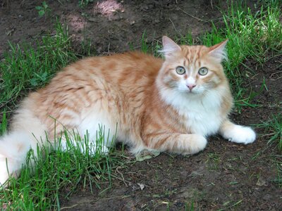 Maine coon garden photo