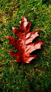 Fall red drops