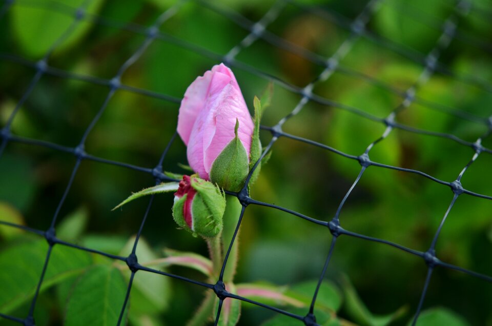 Flower nature romantic