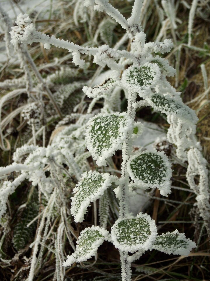 Winter frost frozen