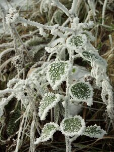 Winter frost frozen