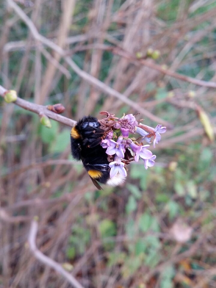 Insect natural sweet