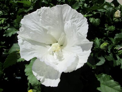 White garden