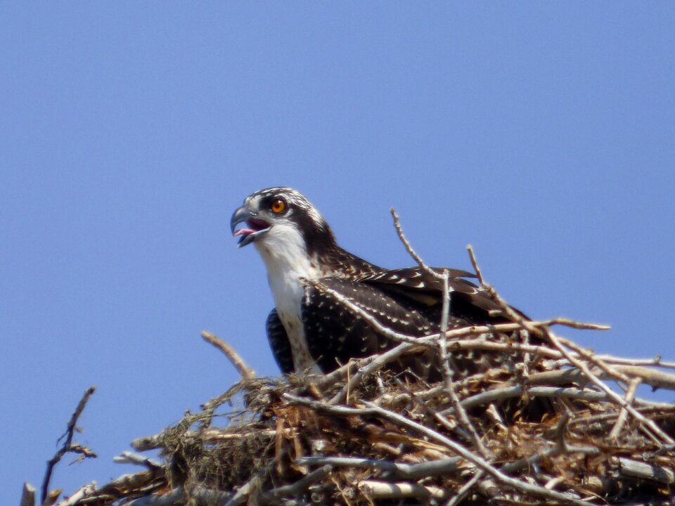 Nature bird photo