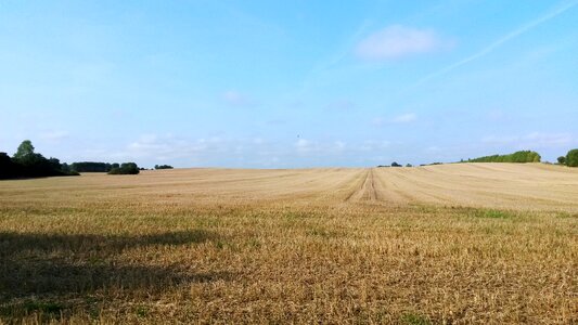 Corn field field nyborg