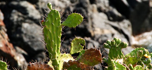Cactus landscape nature