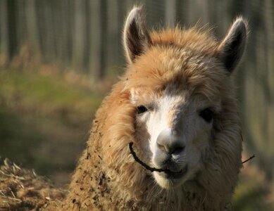 Furry head nature photo