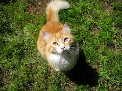 Maine coon garden photo