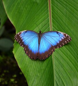 Bright butterflies black