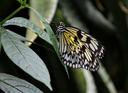 Close up wing insect