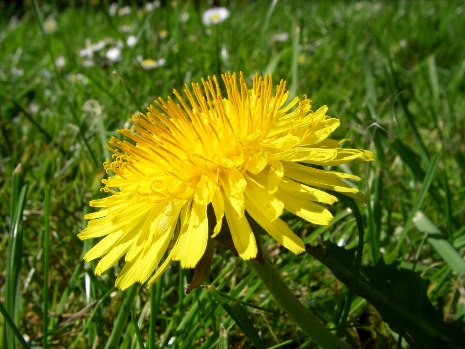 Dandelion flower botany