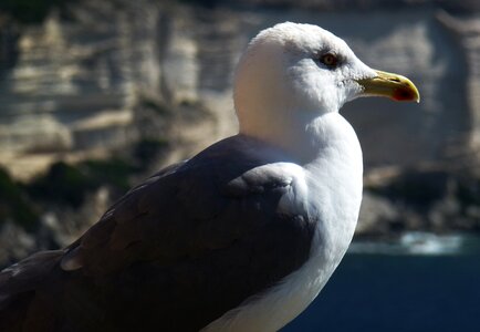 Sea corsican animal