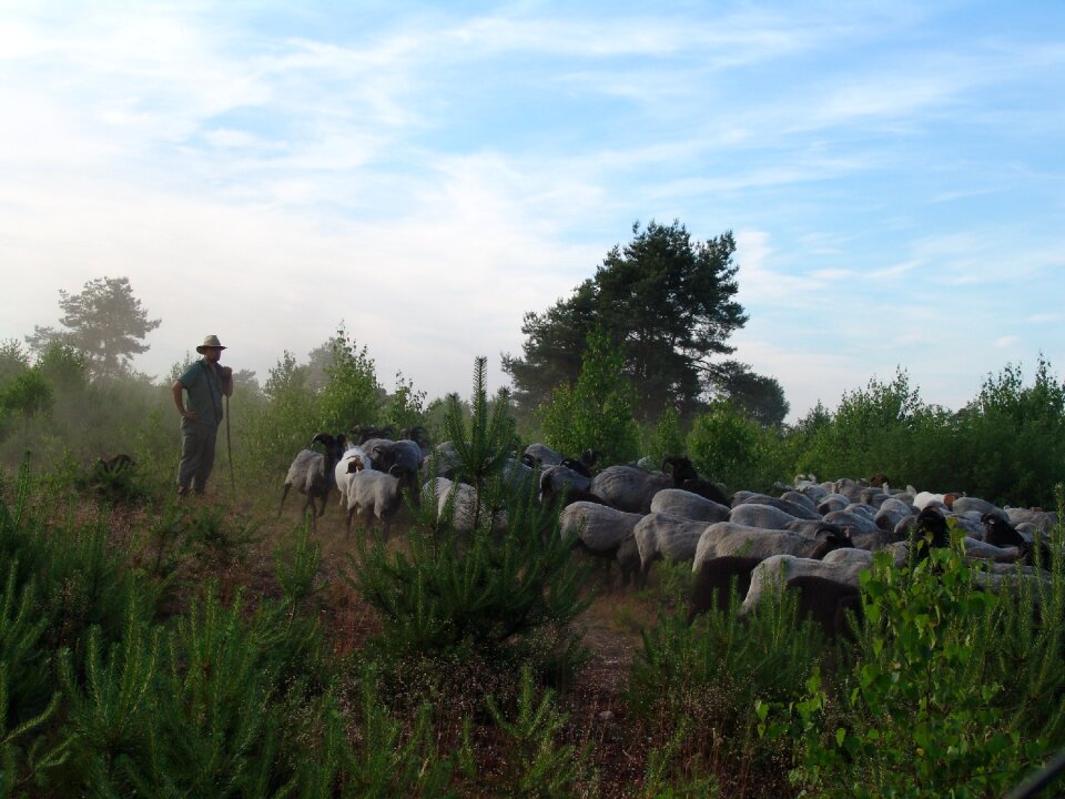 Nature lüneburg heath racka sheep