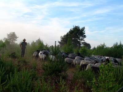 Nature lüneburg heath racka sheep