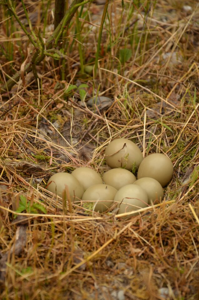 Pheasant eggs pheasant's nest egg