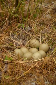 Pheasant eggs pheasant's nest egg