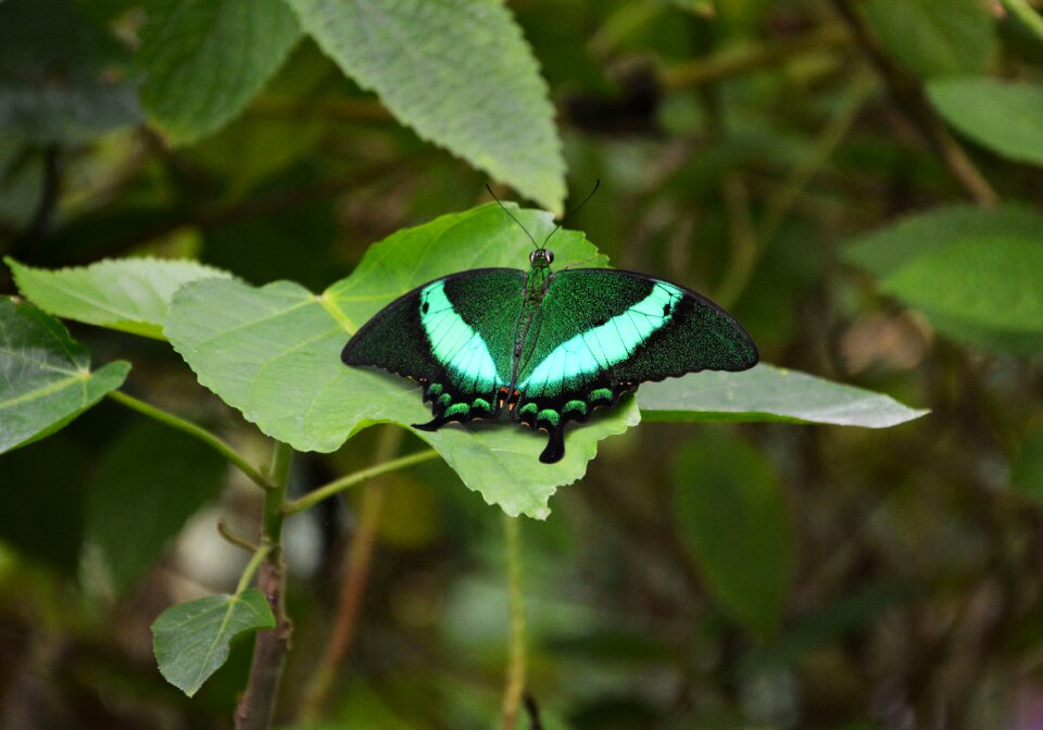 Animal shimmer wing
