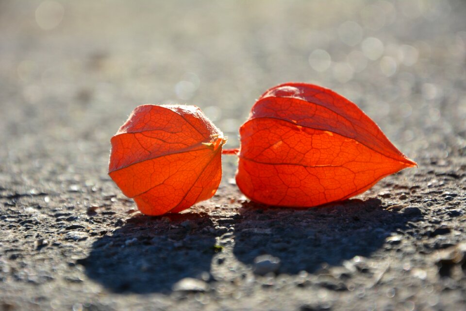 Pericarp autumn nature
