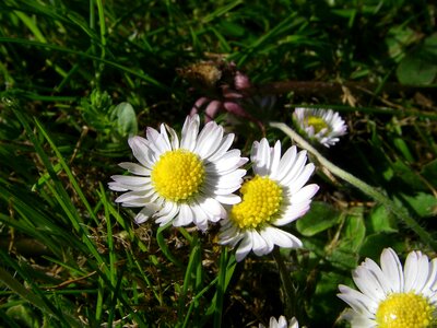 Bellis flower botany