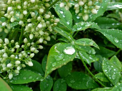 Drops leaves wet