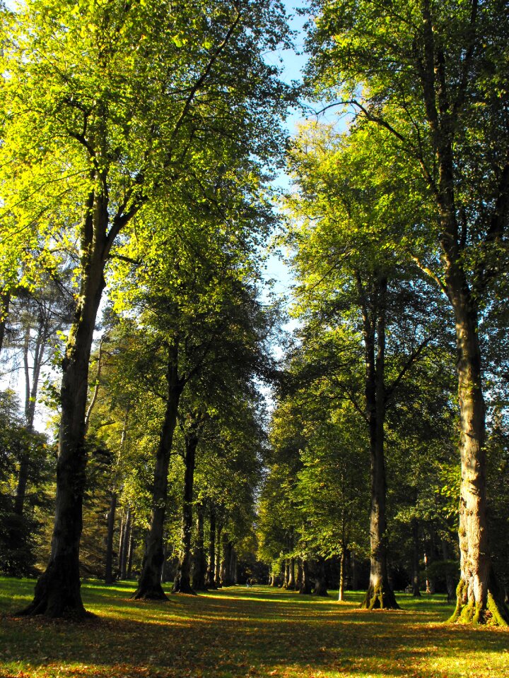 Tree line solitude summer