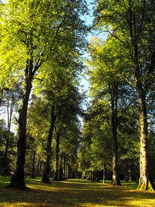 Tree line solitude summer